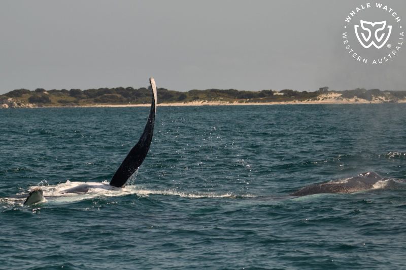 Whale Watch Western Australia