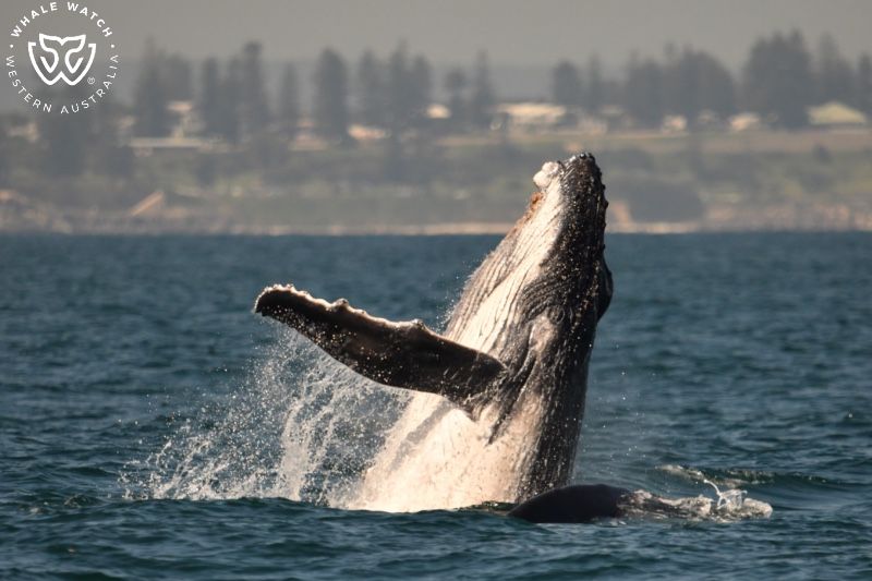Whale Watch Western Australia