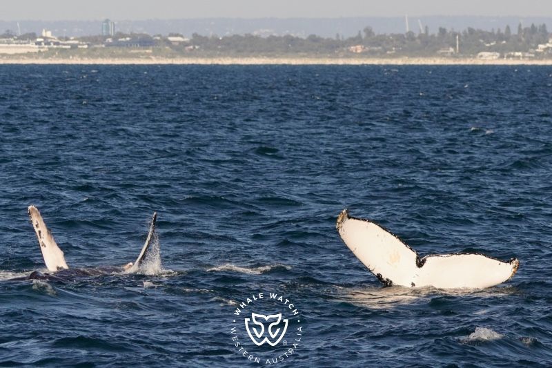 Whale Watch Western Australia