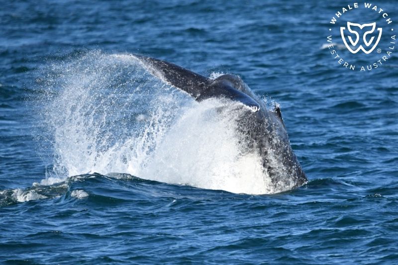 Whale Watch Western Australia