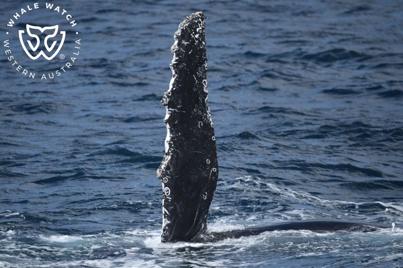 Whale Watch Western Australia