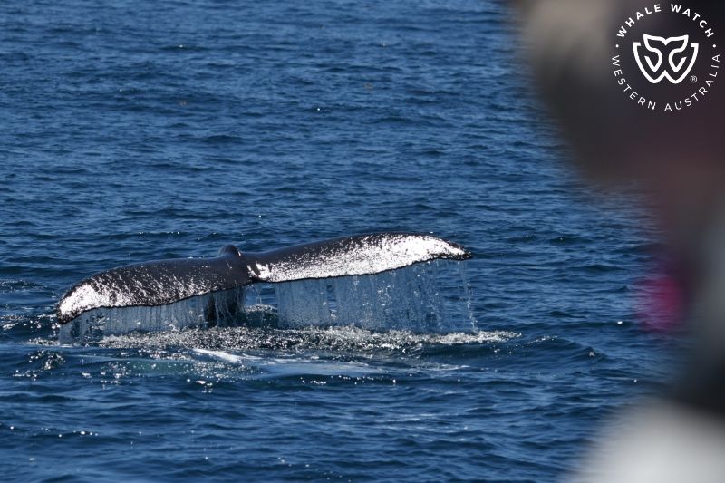 Whale Watch Western Australia