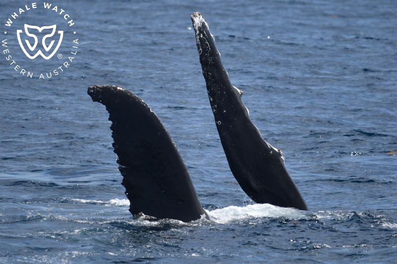 Whale Watch Western Australia