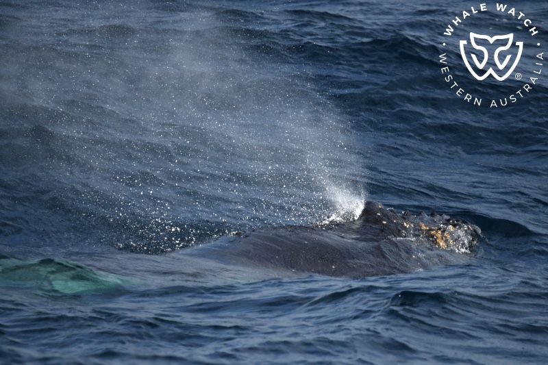 Whale Watch Western Australia