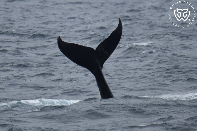 Whale Watch Western Australia