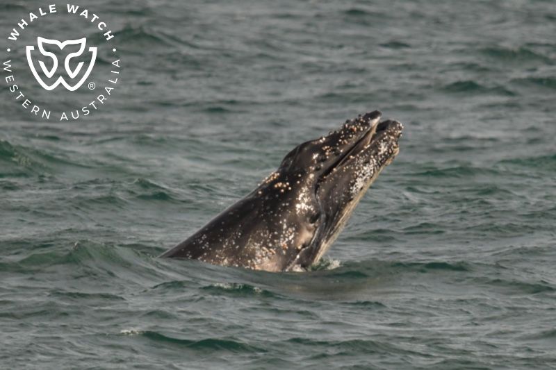 Whale Watch Western Australia