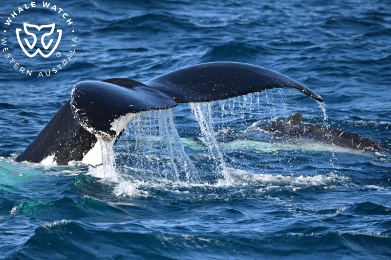 Whale Watch Western Australia