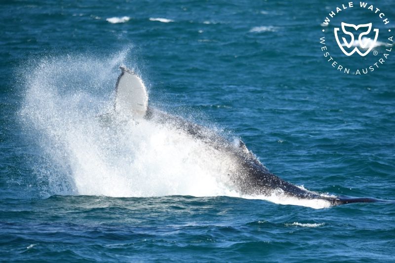 Whale Watch Western Australia