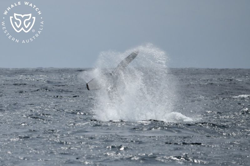 Whale Watch Western Australia