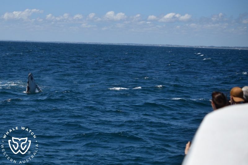 Whale Watch Western Australia