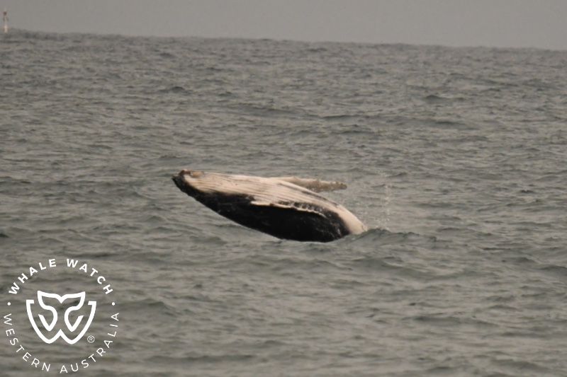 Whale Watch Western Australia