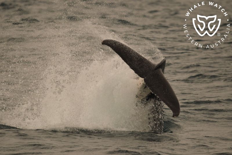 Whale Watch Western Australia