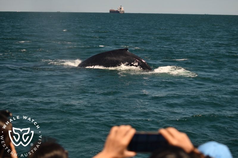 Whale Watch Western Australia