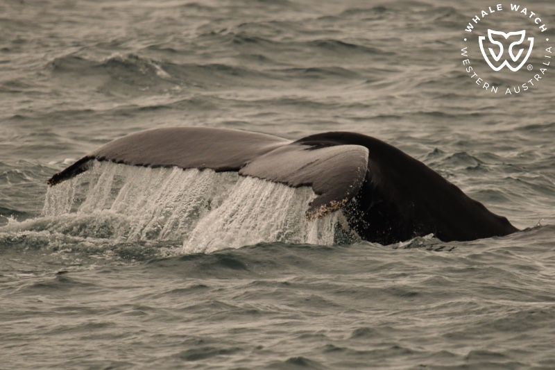 Whale Watch Western Australia