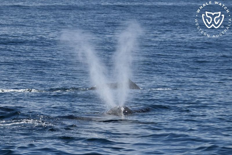 Whale Watch Western Australia