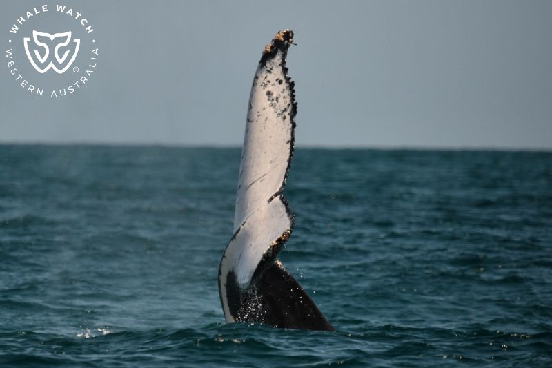 Whale Watch Western Australia