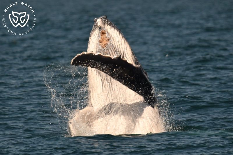 Whale Watch Western Australia