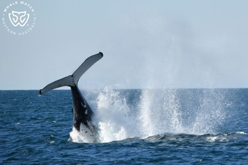 Whale Watch Western Australia