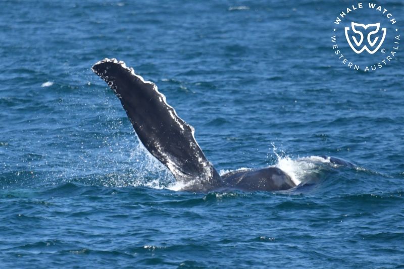 Whale Watch Western Australia
