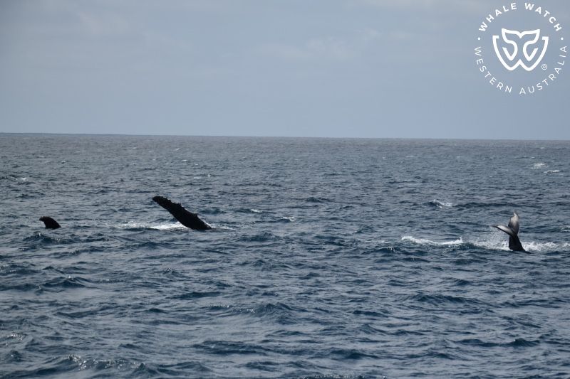 Whale Watch Western Australia