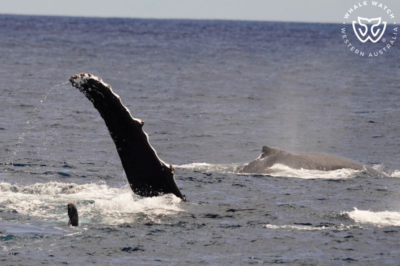 Whale Watch Western Australia
