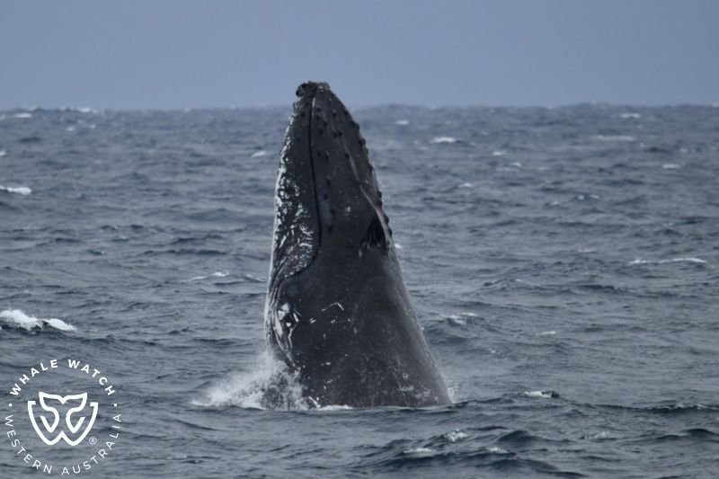Whale Watch Western Australia