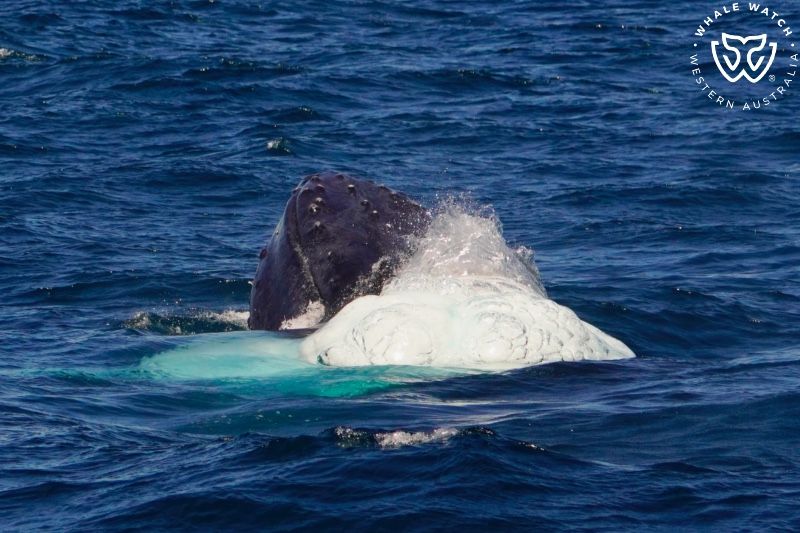 Whale Watch Western Australia