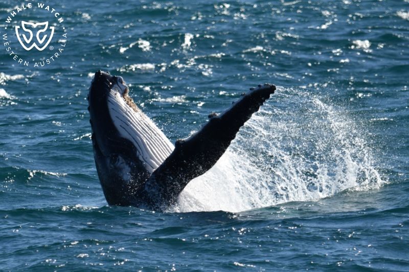 Whale Watch Western Australia