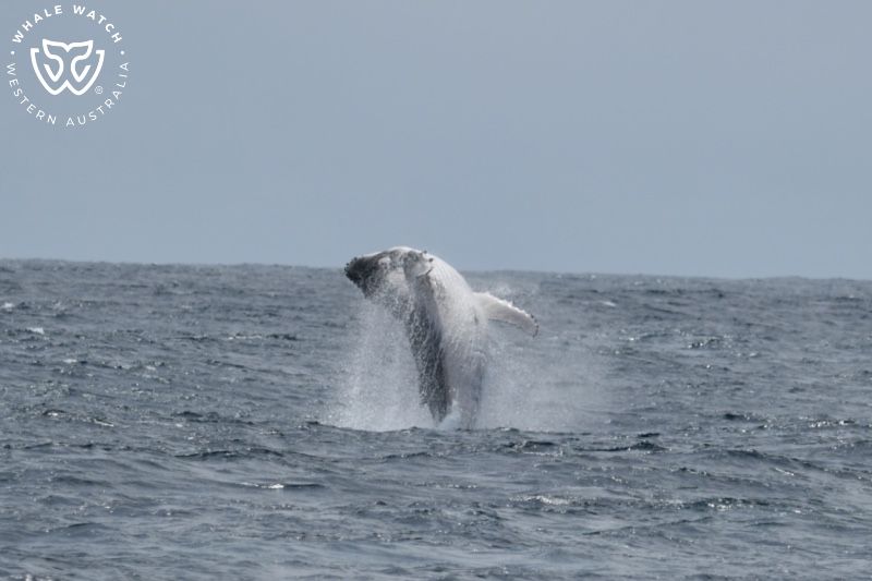 Whale Watch Western Australia