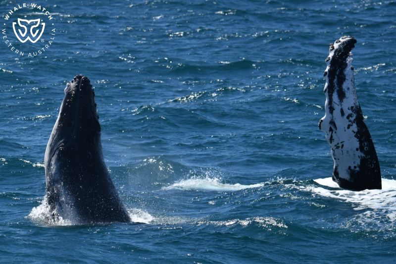 Whale Watch Western Australia