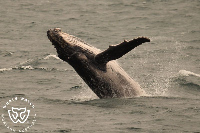 Whale Watch Western Australia