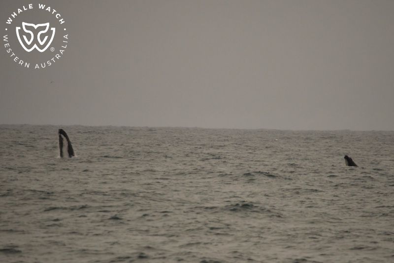 Whale Watch Western Australia