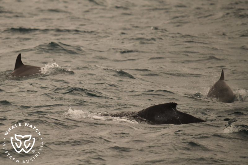Whale Watch Western Australia
