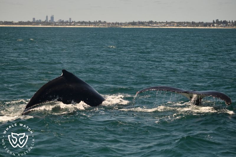 Whale Watch Western Australia