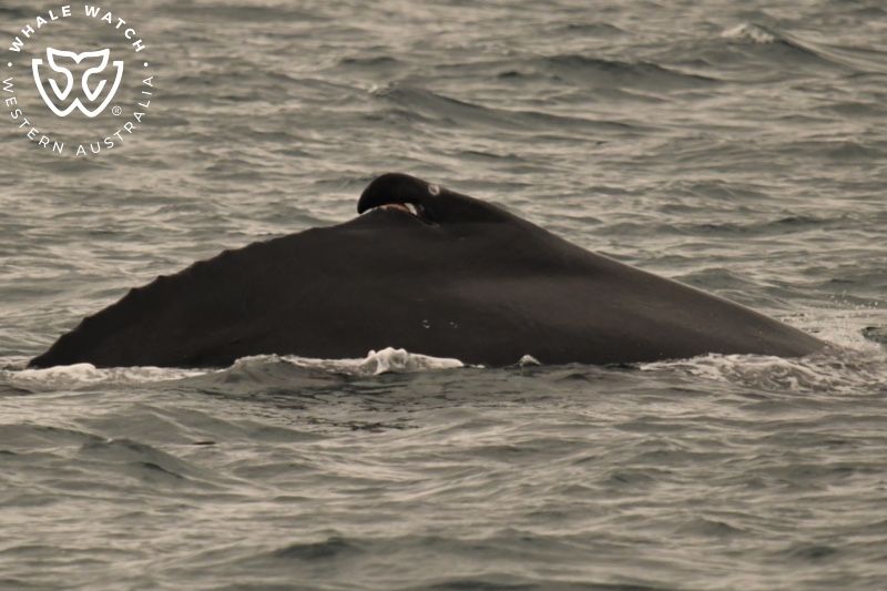 Whale Watch Western Australia
