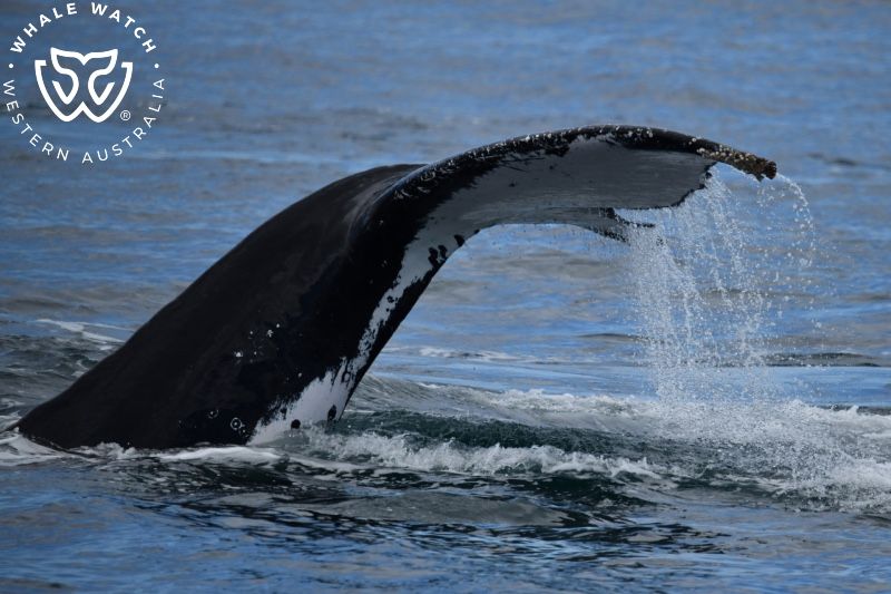 Whale Watch Western Australia