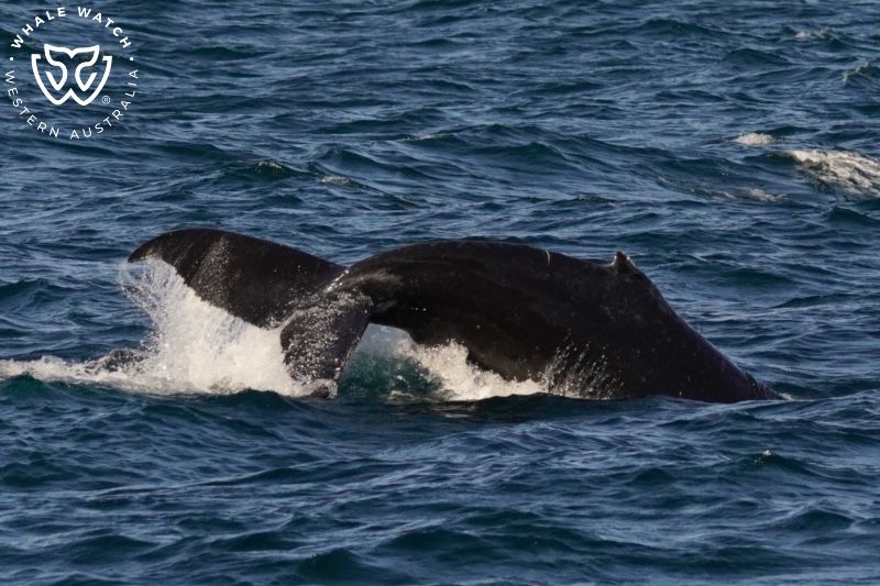 Whale Watch Western Australia