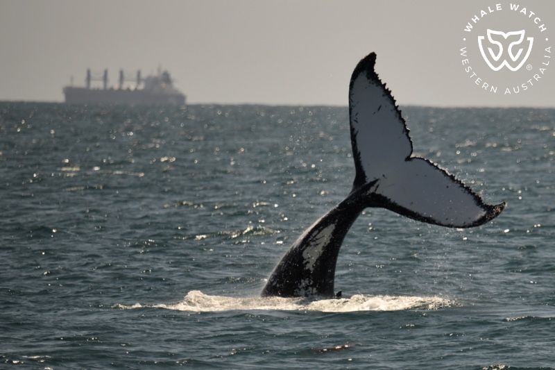 Whale Watch Western Australia