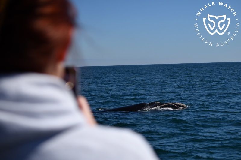 Whale Watch Western Australia