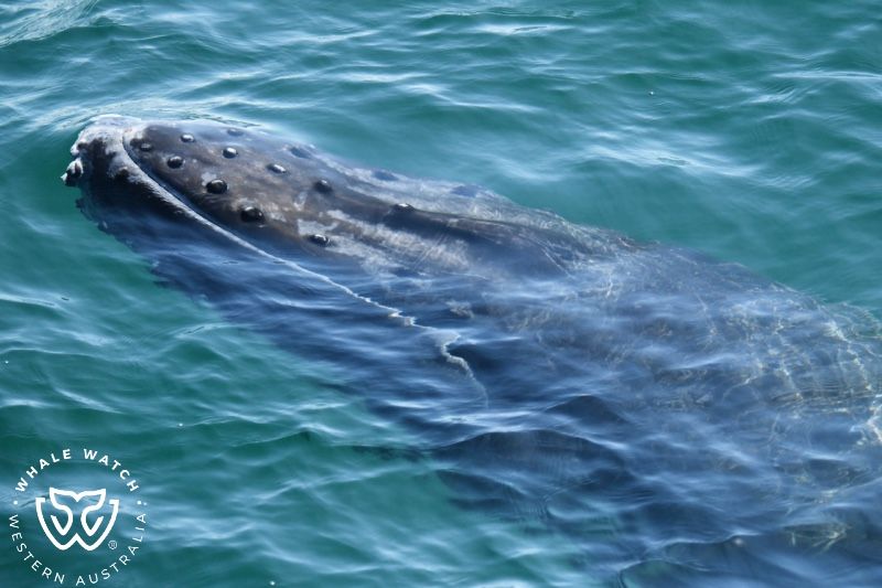 Whale Watch Western Australia
