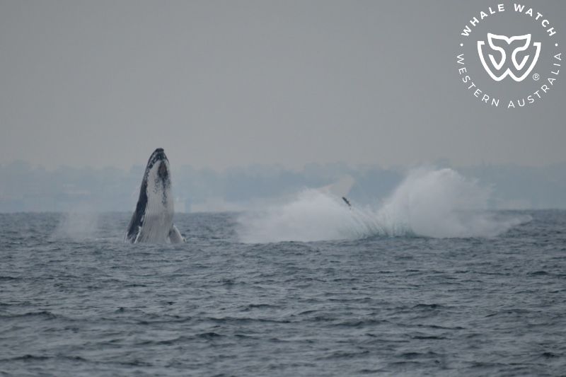 Whale Watch Western Australia