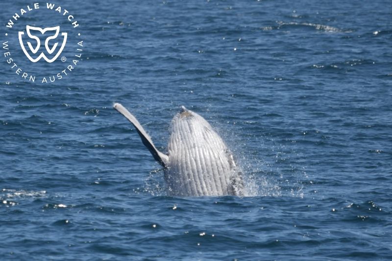 Whale Watch Western Australia
