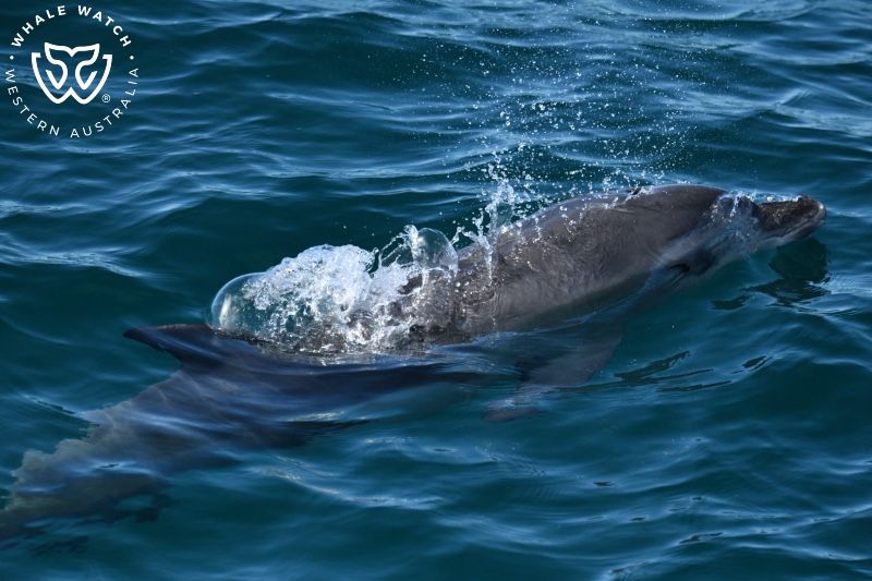 Whale Watch Western Australia