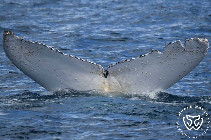 Whale Watch Western Australia