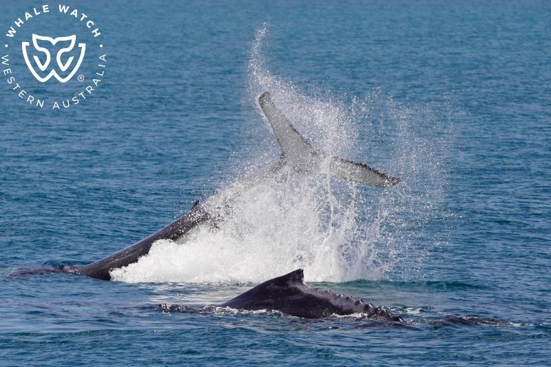 Whale Watch Western Australia
