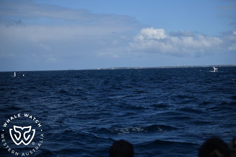 Whale Watch Western Australia