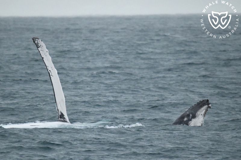 Whale Watch Western Australia