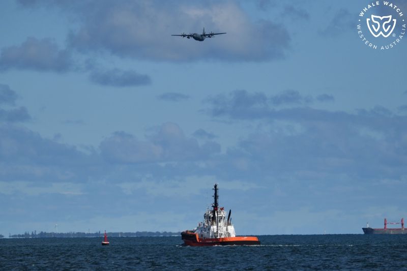 Whale Watch Western Australia