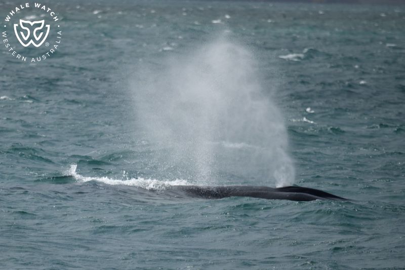 Whale Watch Western Australia