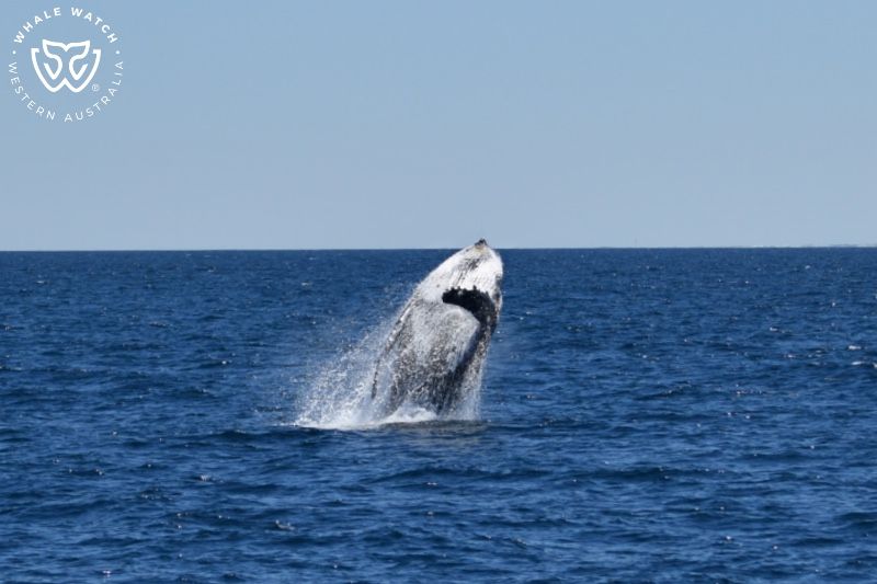 Whale Watch Western Australia
